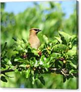 Waxwing On A Branch Canvas Print