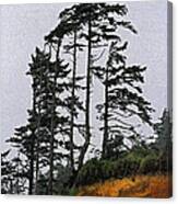 Weathered Fir Tree Above The Ocean Canvas Print