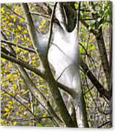 Webbed Branches Canvas Print