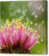 Webs And Water Whimsy Canvas Print
