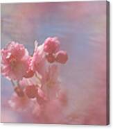 Weeping Cherry Blossoms Canvas Print