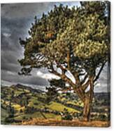 Welsh Tree Canvas Print