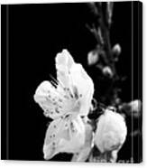 Wenatchee Blossom Canvas Print