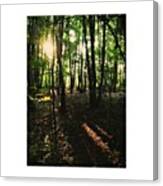 Went For A Walk Around The Woods Today Canvas Print