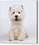 West Highland White Terrier Dog Canvas Print