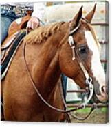 Western Horse Canvas Print