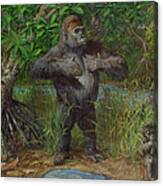 Western Lowland Gorilla Canvas Print