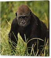 Western Lowland Gorilla Juvenile Canvas Print