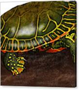 Western Painted Turtle Canvas Print