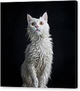 Wet Cat Against Black Background Canvas Print