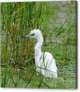 Wet Juvenile Little Blue Heron Canvas Print