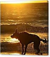 Wet Shaking Dog At Beach Canvas Print