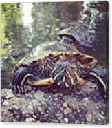 Turtle Canvas Print