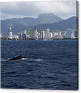 Whale Watching In Honolulu Hawaii Canvas Print