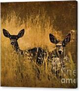 What'cha Lookin' At Canvas Print