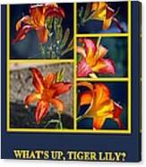 What's Up Tiger Lily Canvas Print