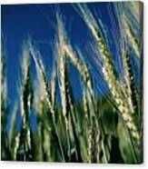 Wheat And Blue Sky. #van #turkey Canvas Print