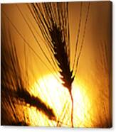 Wheat At Sunset Silhouette Canvas Print