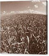 Wheat Fields Forever Canvas Print