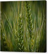 Wheat In The Palouse Canvas Print
