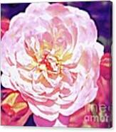 When A Rose Blushes... Canvas Print