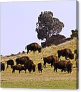 Where The Buffalo Roam In Colorado Canvas Print