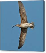 Whimbrel In Flight Canvas Print