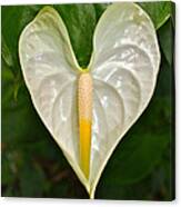 White Anthurium Heart Canvas Print