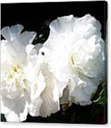 White Begonia Canvas Print