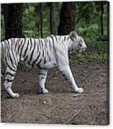White Bengal Tiger Canvas Print