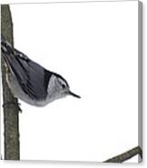 White Breasted Nuthatch Canvas Print