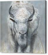 White Buffalo Canvas Print