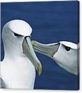 White-capped Albatrosses Courting Canvas Print