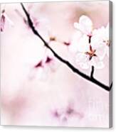 White Cherry Blossoms In The Sunlight Canvas Print