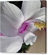 White Christmas Cactus Canvas Print