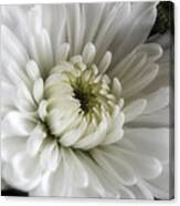 White Chrysanthemum Dreamy Bw Floral Inspiration Canvas Print
