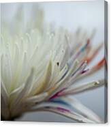 White Colors 2 Canvas Print