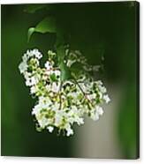 White Crepe Myrtle Blossom Canvas Print