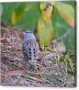 White-crowned Sparrow Canvas Print