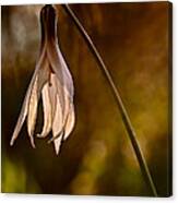 White Dogtooth Violet Canvas Print