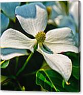 White Dogwood Flower Canvas Print