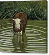 White Face Herford In The Pond Canvas Print