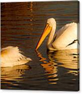 White Feathered Pelican Bird Swimming On Lake At Sunrise Nature Fine Art Photography Print Canvas Print