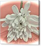 White Flower On Pale Coral Vignette Canvas Print