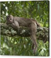 White-fronted Capuchin Puerto Canvas Print