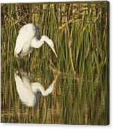 White Heron Staring At The Water Canvas Print