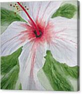 White Hibiscus Flower Canvas Print
