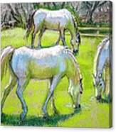 White Horses Grazing Canvas Print