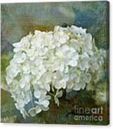 White Hydrangea Art Canvas Print
