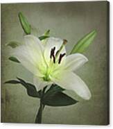 White Lily Canvas Print